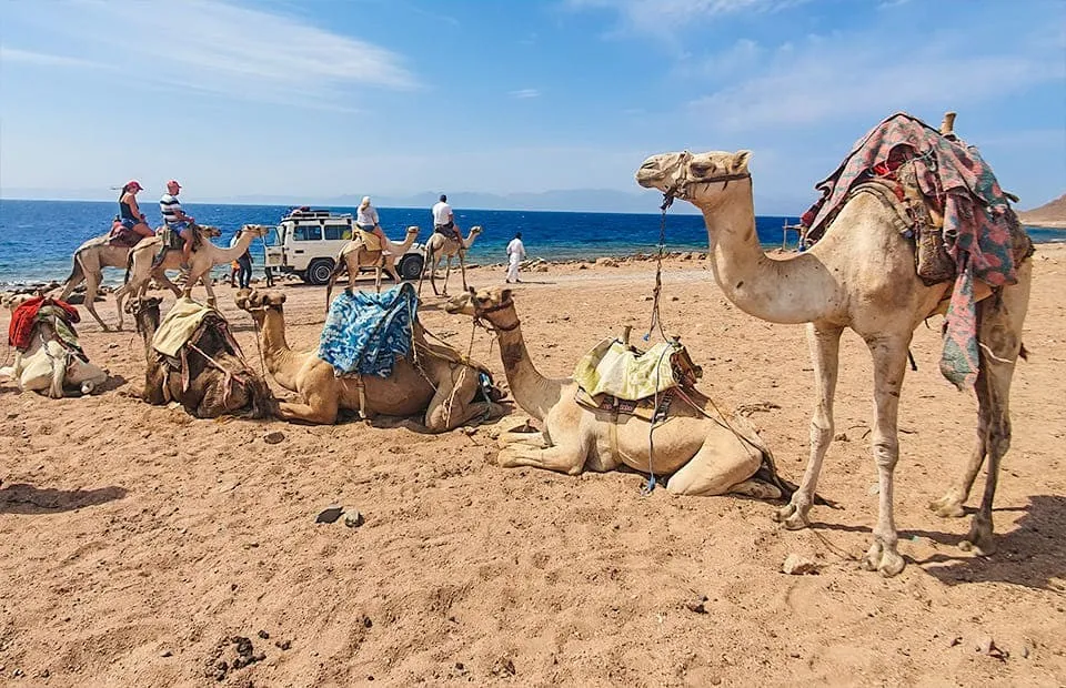 Дахаб дискавери 4 в 1