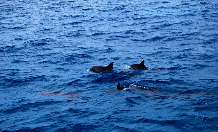 Бухта дельфинов в Хургаде