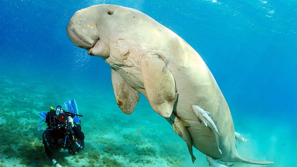 Марса-Мубарак